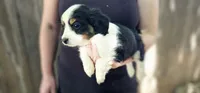 Lester, a male Cavalier King Charles Spaniel and Toy Australian Shepherd for sale in Paso Robles, CA – 2 of 6