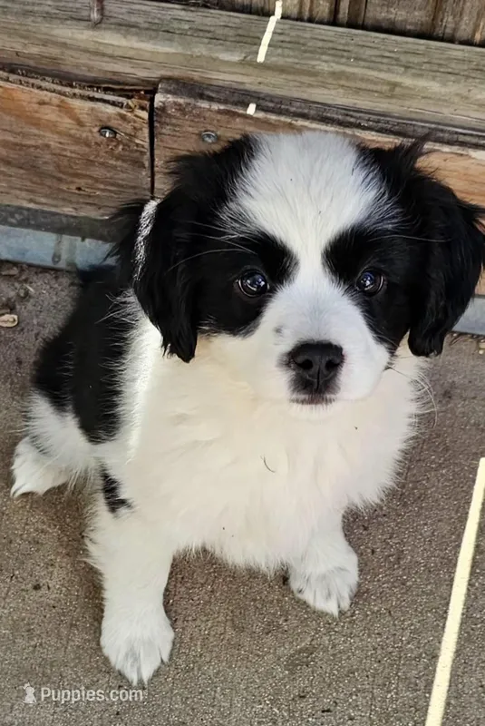 Delia – Cavalier King Charles Spaniel, Toy Australian Shepherd puppy for sale in Paso Robles, CA