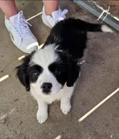 Delia, a female Cavalier King Charles Spaniel and Toy Australian Shepherd for sale in Paso Robles, CA – 5 of 5
