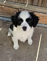 Delia, a female Cavalier King Charles Spaniel and Toy Australian Shepherd for sale in Paso Robles, CA – 3 of 5