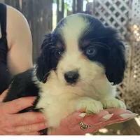 Davey, a male Cavalier King Charles Spaniel and Toy Australian Shepherd for sale in Paso Robles, CA – 2 of 5