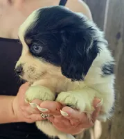 Davey, a male Cavalier King Charles Spaniel and Toy Australian Shepherd for sale in Paso Robles, CA – 5 of 5