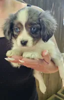 Darla, a female Cavalier King Charles Spaniel and Toy Australian Shepherd for sale in Paso Robles, CA – 2 of 5