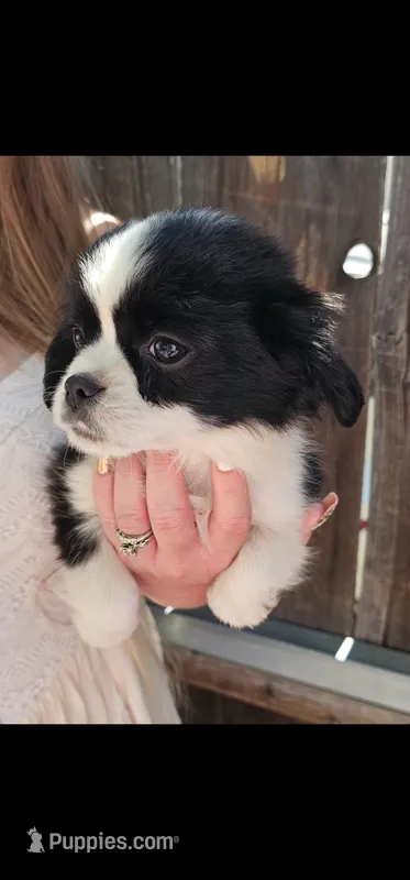 Louie – Cavalier King Charles Spaniel, Toy Australian Shepherd puppy for sale in Paso Robles, CA