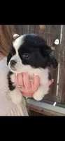 Louie, a male Cavalier King Charles Spaniel and Toy Australian Shepherd for sale in Paso Robles, CA – 1 of 4