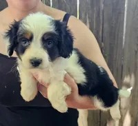 James, a male Cavalier King Charles Spaniel and Toy Australian Shepherd for sale in Paso Robles, CA – 4 of 4