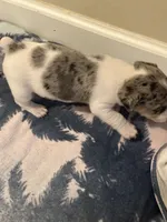 Blue boy, a male Parson Russell Terrier for sale in Bushnell, FL – 4 of 5