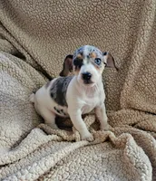 Blue girl, a female Jack Russell Terrier for sale in Bushnell, FL – 3 of 8
