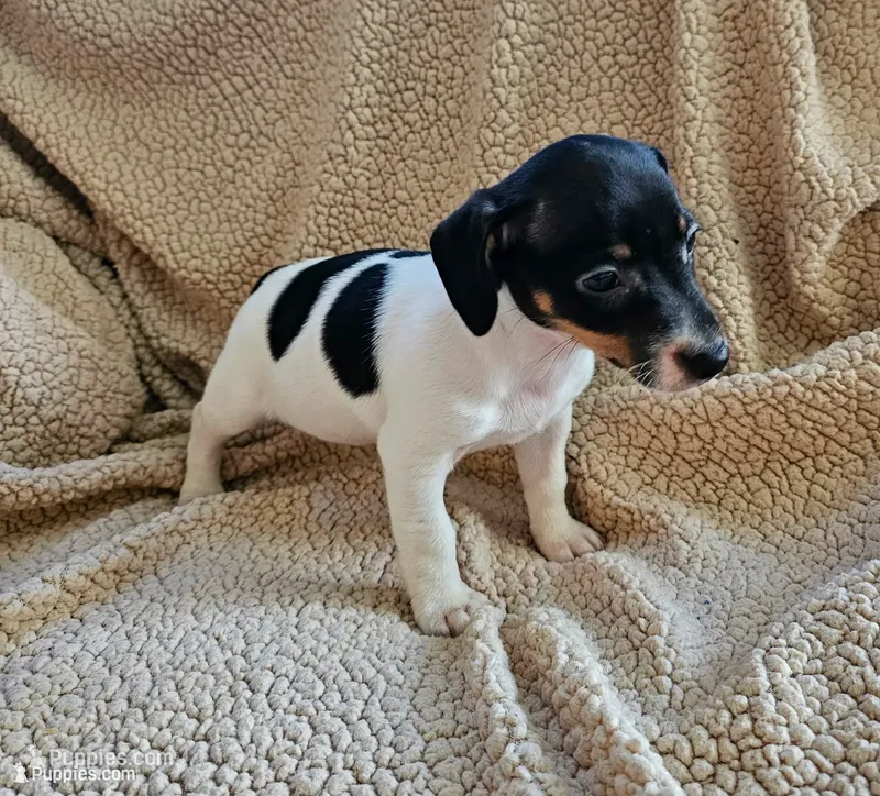Tri girl – Jack Russell Terrier puppy for sale in Bushnell, FL