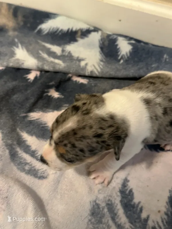 Blue boy – Parson Russell Terrier puppy for sale in Bushnell, FL