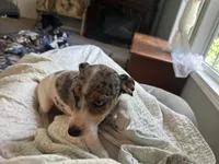 Blue girl, a female Jack Russell Terrier for sale in Bushnell, FL – 8 of 8