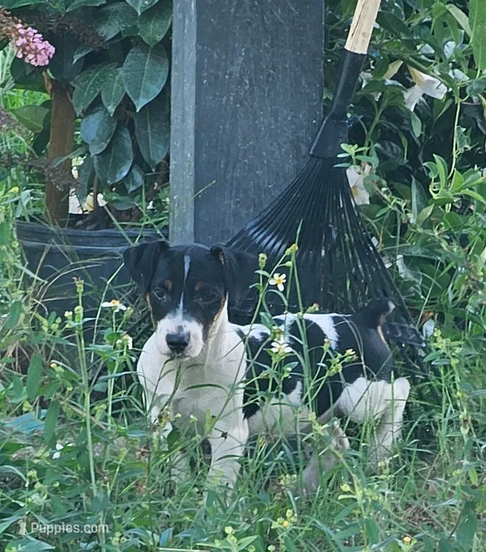 Ziggy – Jack Russell Terrier puppy for sale in Bushnell, FL