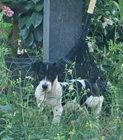 Ziggy, a male Jack Russell Terrier for sale in Bushnell, FL – 1 of 1