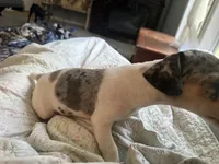 Blue girl, a female Jack Russell Terrier for sale in Bushnell, FL – 7 of 8