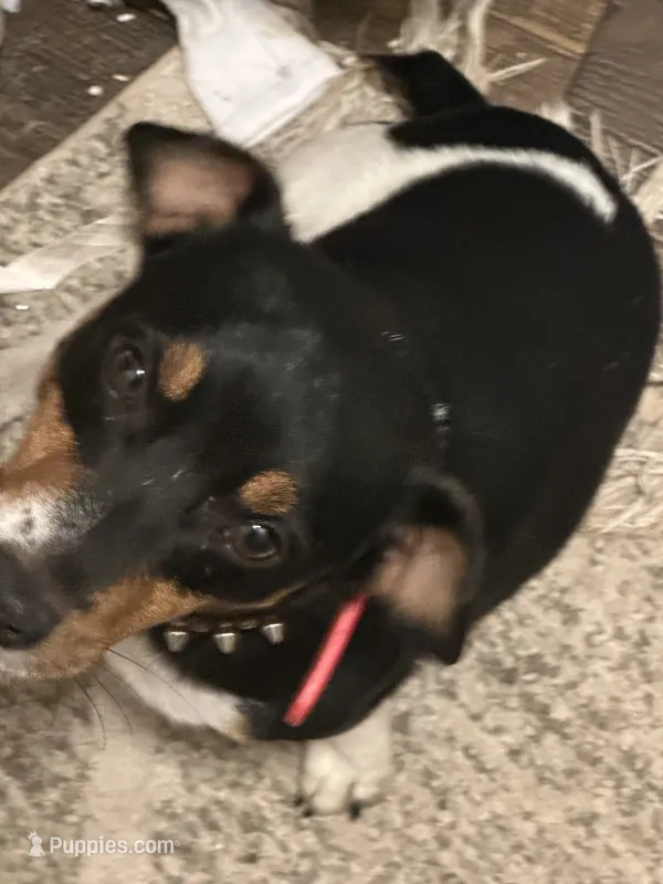 Lightning bolt – Jack Russell Terrier puppy for sale in Bushnell, FL