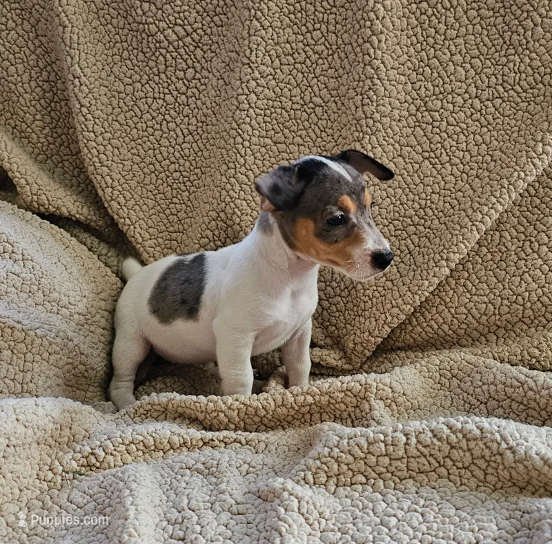 Bandanna Merle girl – Jack Russell Terrier puppy for sale in Bushnell, FL
