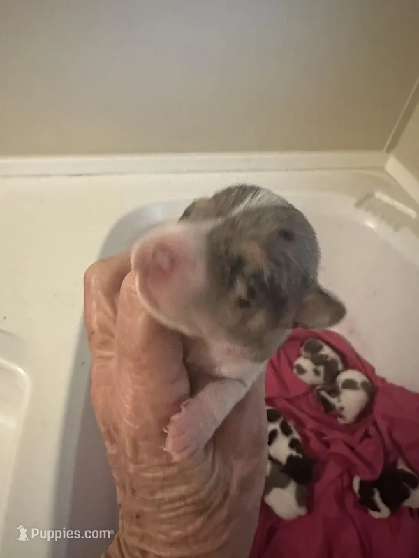 Blue  – Jack Russell Terrier puppy for sale in Bushnell, FL