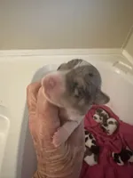 Blue , a male Jack Russell Terrier for sale in Bushnell, FL – Photo 1 of 2