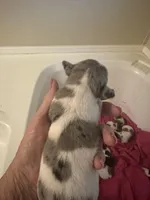 Blue , a male Jack Russell Terrier for sale in Bushnell, FL – Photo 2 of 2