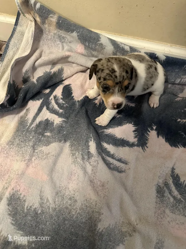 Blue girl – Jack Russell Terrier puppy for sale in Bushnell, FL
