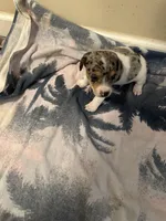 Blue boy 1, a male Jack Russell Terrier for sale in Bushnell, FL – Photo 9 of 9