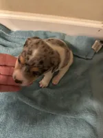 Blue boy 1, a male Jack Russell Terrier for sale in Bushnell, FL – Photo 5 of 9