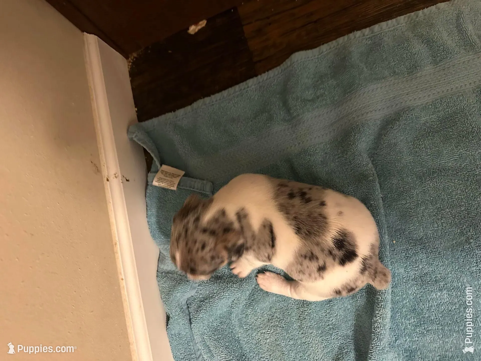 Blue boy 1, a male Jack Russell Terrier for sale in Bushnell, FL – Photo 4 of 9