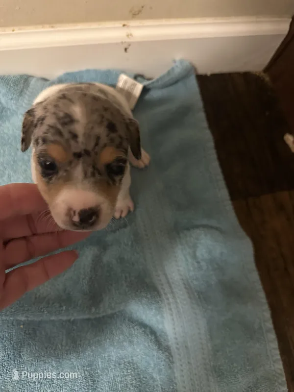 Blue boy 1 – Jack Russell Terrier puppy for sale in Bushnell, FL