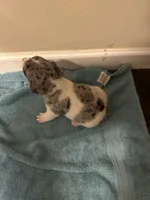 Blue boy 1, a male Jack Russell Terrier for sale in Bushnell, FL – Photo 6 of 9