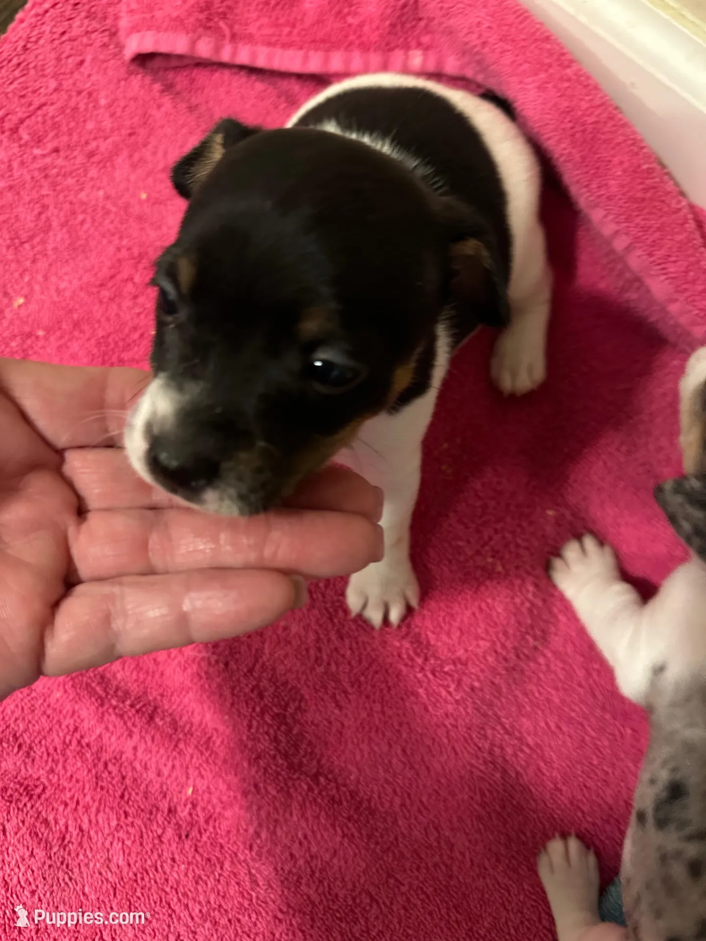 Tri girl 1, a female Jack Russell Terrier for sale in Bushnell, FL – Photo 5 of 7