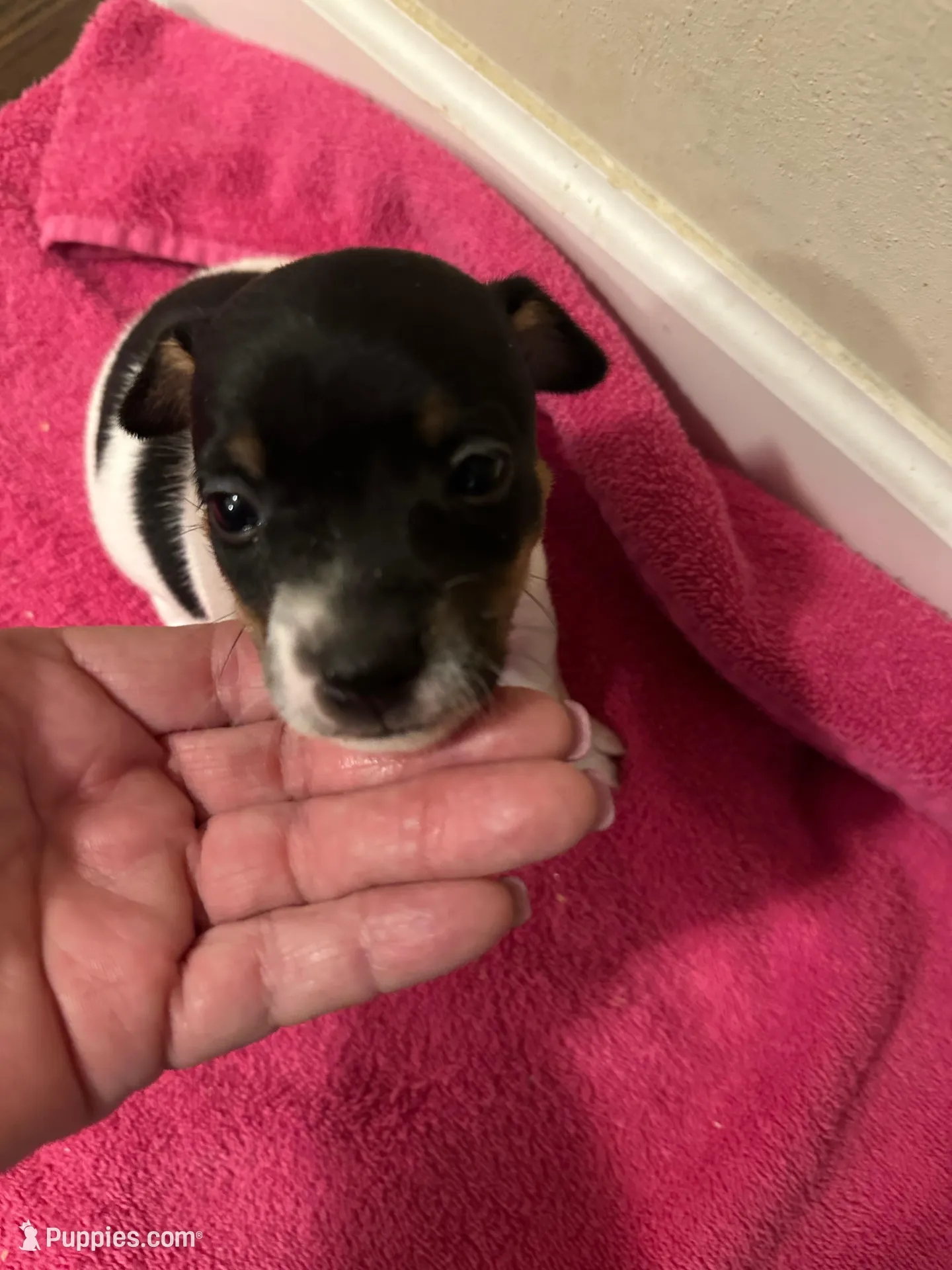 Tri girl 1, a female Jack Russell Terrier for sale in Bushnell, FL – Photo 6 of 7