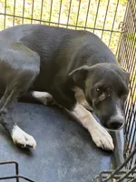 Little rose, a female Jack Russell Terrier and Border Collie for sale in Bushnell, FL – 3 of 4