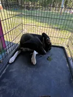 Little rose, a female Jack Russell Terrier and Border Collie for sale in Bushnell, FL – 2 of 4