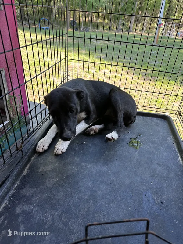 Little rose – Jack Russell Terrier, Border Collie puppy for sale in Bushnell, FL