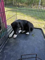 Little rose, a female Jack Russell Terrier and Border Collie for sale in Bushnell, FL – 1 of 4