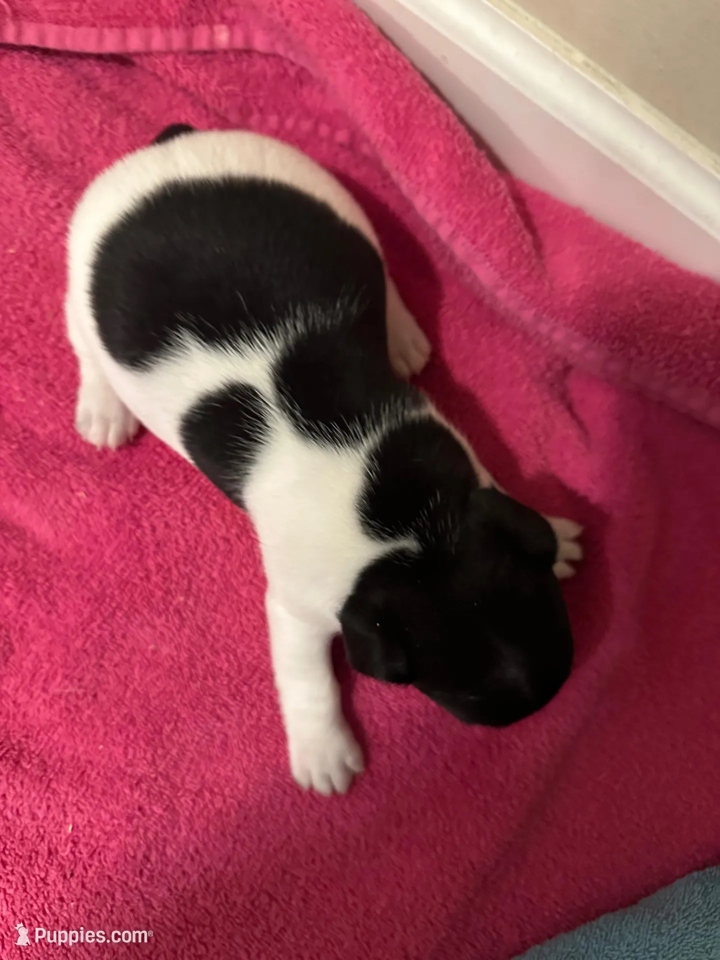 Tri girl 1, a female Jack Russell Terrier for sale in Bushnell, FL – Photo 7 of 7