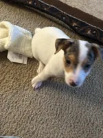Blue eye Merle , a male Jack Russell Terrier for sale in Bushnell, FL – Photo 2 of 5