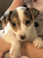 Blue eye Merle , a male Jack Russell Terrier for sale in Bushnell, FL – Photo 1 of 5