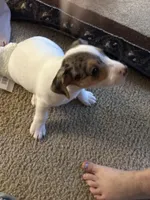 Blue eye Merle , a male Jack Russell Terrier for sale in Bushnell, FL – Photo 4 of 5