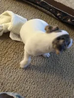 Blue eye Merle , a male Jack Russell Terrier for sale in Bushnell, FL – Photo 3 of 5