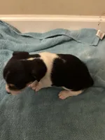 Tri girl, a female Jack Russell Terrier for sale in Bushnell, FL – Photo 2 of 8