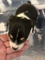 Tri girl, a female Jack Russell Terrier for sale in Bushnell, FL – Photo 7 of 8