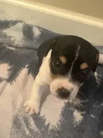 Tri girl, a female Jack Russell Terrier for sale in Bushnell, FL – Photo 8 of 8