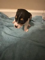 Tri girl, a female Jack Russell Terrier for sale in Bushnell, FL – Photo 6 of 8