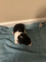 Tri girl, a female Jack Russell Terrier for sale in Bushnell, FL – Photo 5 of 8