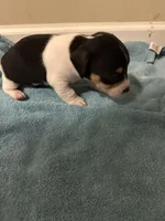 Tri girl, a female Jack Russell Terrier for sale in Bushnell, FL – Photo 4 of 8