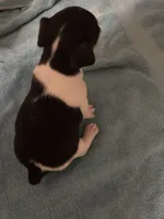 Tri girl, a female Jack Russell Terrier for sale in Bushnell, FL – Photo 3 of 8