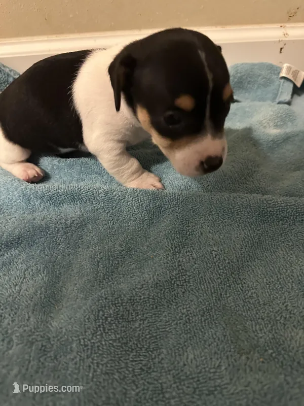 Tri girl – Jack Russell Terrier puppy for sale in Bushnell, FL