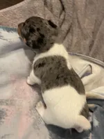 Merle boy 2, a male Jack Russell Terrier for sale in Bushnell, FL – Photo 2 of 5