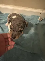 Merle boy 2, a male Jack Russell Terrier for sale in Bushnell, FL – Photo 3 of 5